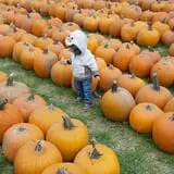 Trabbic Family Pumpkin Farm photo