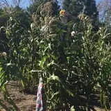 Angelic Gardens Fall Kick Off photo