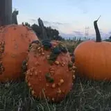 Angelic Gardens Fall Kick Off photo
