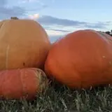 Angelic Gardens Fall Kick Off photo