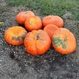 Angelic Gardens Fall Kick Off photo
