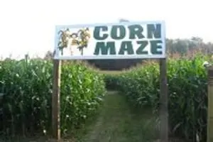 Weakland Farms Corn Maze