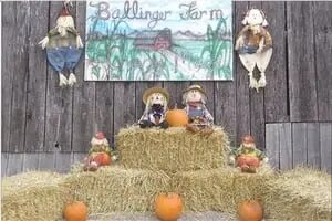 Ballinger Farm Crazy Maze