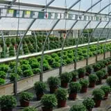 Ebert's Greenhouse Village photo