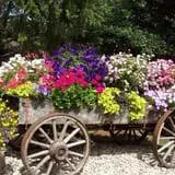 Ebert's Greenhouse Village photo