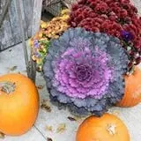 Ebert's Greenhouse Village photo