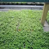 Ebert's Greenhouse Village photo