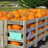 Ebert's Greenhouse Village photo