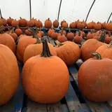 Steere Orchard photo
