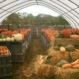Steere Orchard photo