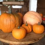 Steere Orchard photo