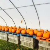 Steere Orchard photo