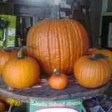 Steere Orchard photo