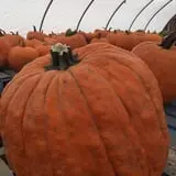 Steere Orchard photo