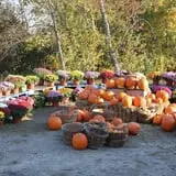 Steere Orchard photo