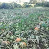 Steere Orchard photo