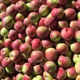 Steere Orchard photo