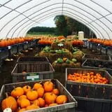 Steere Orchard photo