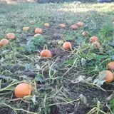 Steere Orchard photo