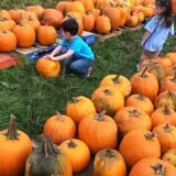 Steere Orchard photo