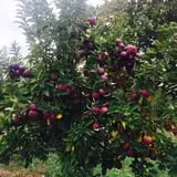 Steere Orchard photo