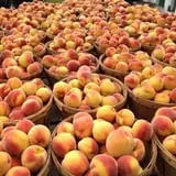 Steere Orchard photo
