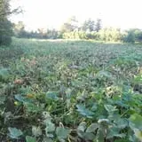 Steere Orchard photo
