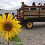 Steere Orchard photo