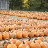 Pleasant Valley Farms photo