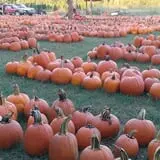 Pleasant Valley Farms photo