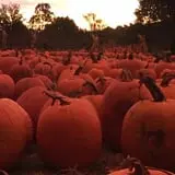 Pleasant Valley Farms photo