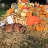 Pleasant Valley Farms photo