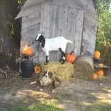 Pleasant Valley Farms photo