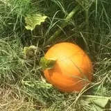 Pleasant Valley Farms photo