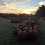 Pleasant Valley Farms photo