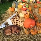 Pleasant Valley Farms photo
