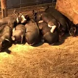 Pleasant Valley Farms photo