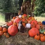 Pleasant Valley Farms photo