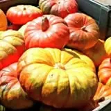 Tom's Farm Market Fall Festival photo
