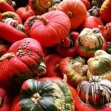 Tom's Farm Market Fall Festival photo