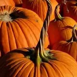 Tom's Farm Market Fall Festival photo