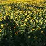 Lyman Orchards Corn Maze & Pumpkin Picking photo