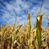 Lyman Orchards Corn Maze & Pumpkin Picking photo