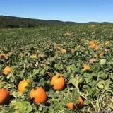 Lyman Orchards Corn Maze & Pumpkin Picking photo