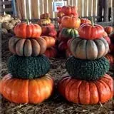 Just Piddlin Farm photo