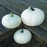 Just Piddlin Farm photo
