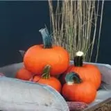 Just Piddlin Farm photo
