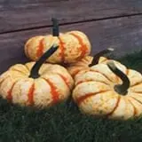 Just Piddlin Farm photo