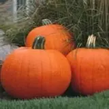 Just Piddlin Farm photo