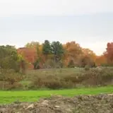 Creamery Brook Bison photo